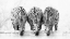 Picture of ZEBRAS