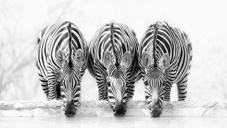 Picture of ZEBRAS