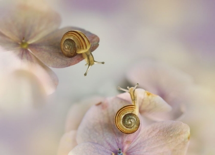 Picture of LITTLE SNAILS....