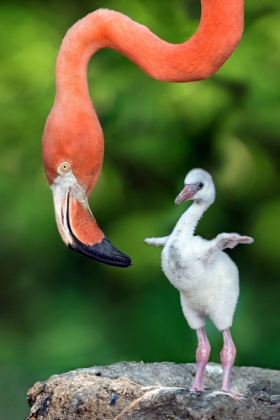 Picture of FLAMINGO WITH CHICK