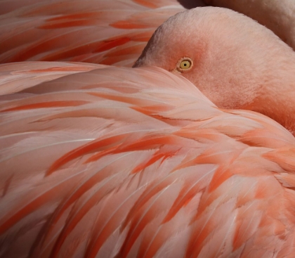 Picture of PORTRAIT OF A PINK FLAMINGO