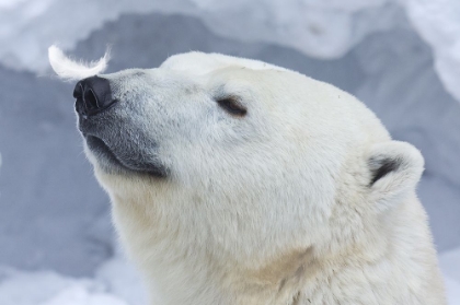 Picture of POLAR BEAR PORTRAIT