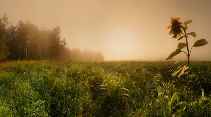 Picture of MISTY MORNING