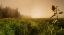 Picture of MISTY MORNING