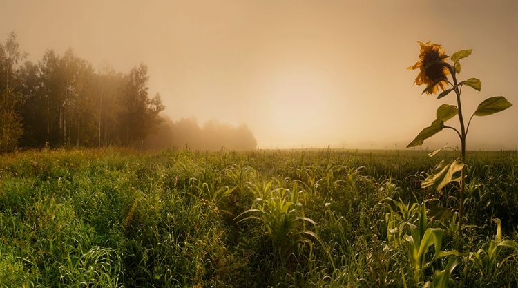 Picture of MISTY MORNING