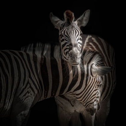 Picture of ... ZEBRA