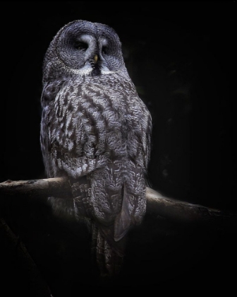 Picture of OWL