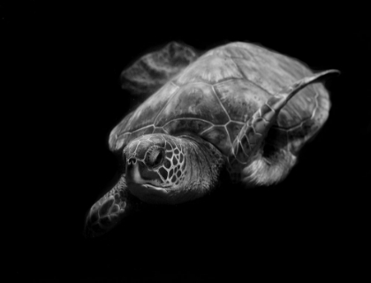Picture of PORTRAIT OF A SEA TURTLE IN BLACK AND WHITE