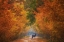 Picture of AUTUMN FANTASY