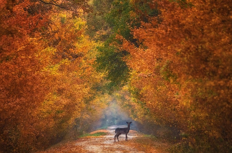 Picture of AUTUMN FANTASY