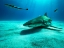 Picture of THE LEMON SHARK