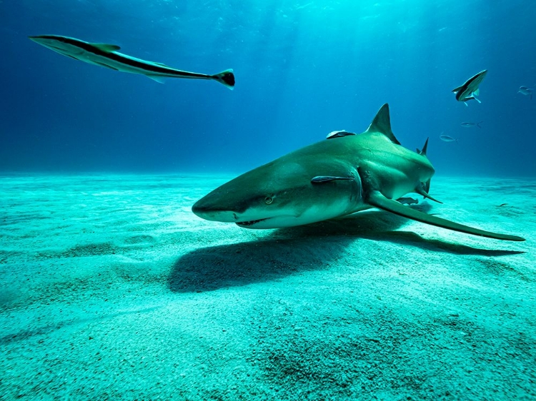 Picture of THE LEMON SHARK