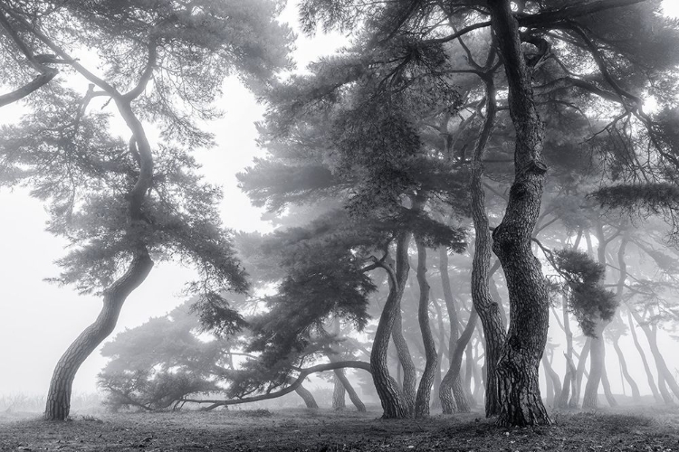 Picture of ENDURE FOR A HUNDRED YEARS