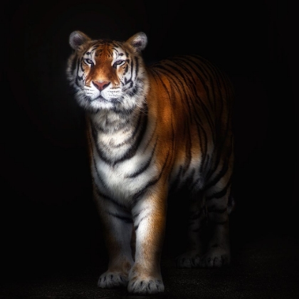 Picture of TIGER PORTRAIT II