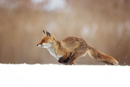 Picture of RED FOX