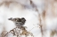 Picture of SPARROW