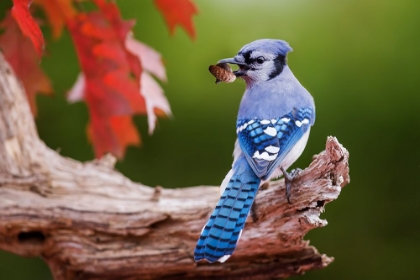 Picture of BLUE JAY WITH ACORN
