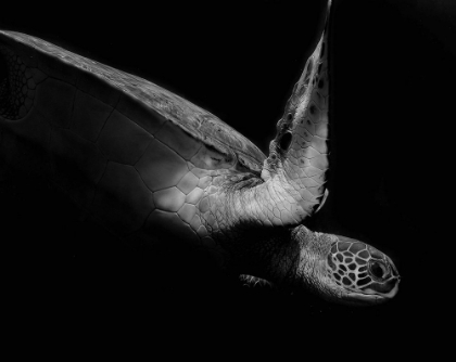 Picture of PORTRAIT OF A SEA TURTLE IN BLACK AND WHITE 2