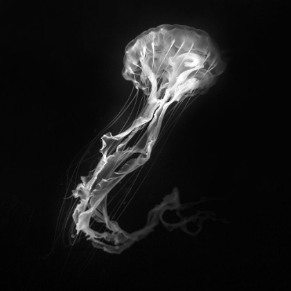 Picture of JELLY FISH DANCE