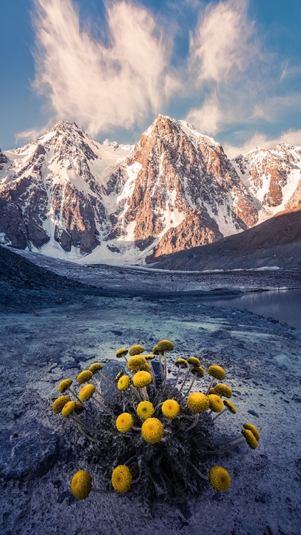 Picture of SNOW MOUNTAIN CAMOMILE A??ACCAPPC??E?A??