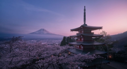 Picture of MT FUJI SAKURA