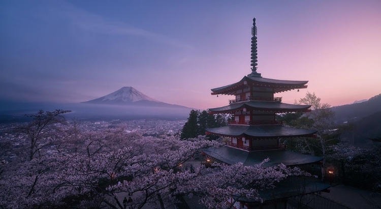 Picture of MT FUJI SAKURA