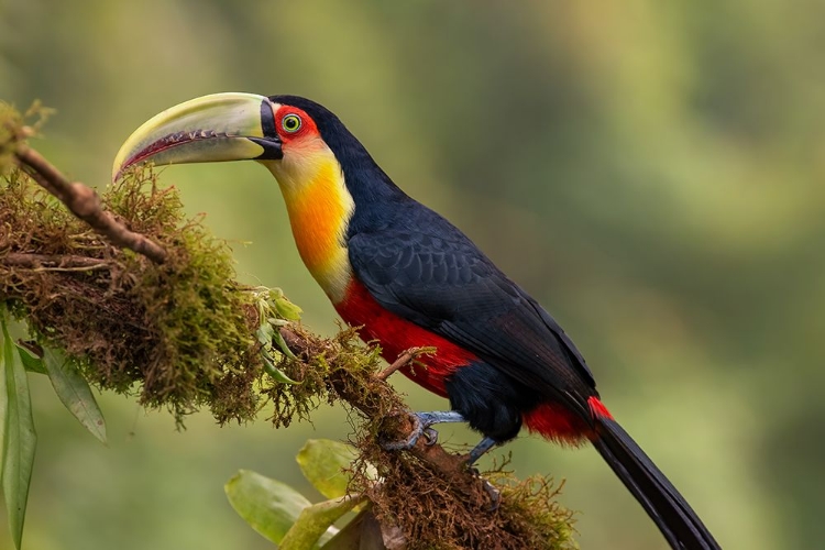 Picture of RED-BREASTED TOUCAN