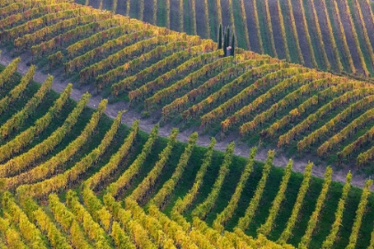Picture of VINEYARDS