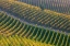 Picture of VINEYARDS
