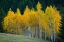 Picture of AUTUMN
