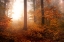 Picture of AUTUMN