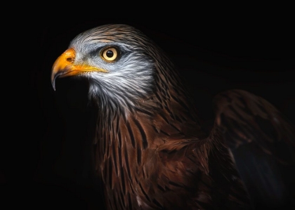 Picture of RED KITE PORTRAIT II