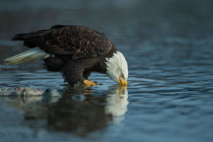 Picture of BALD EAGLE DRINK