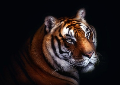 Picture of TIGER