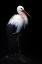 Picture of WHITE STORK PORTRAIT