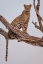 Picture of LEOPARD PORTRAIT