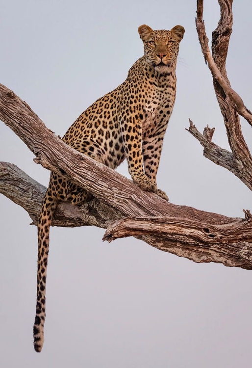 Picture of LEOPARD PORTRAIT