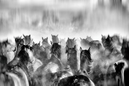 Picture of HORSES
