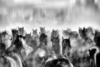 Picture of HORSES