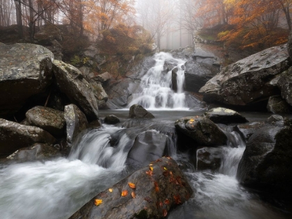 Picture of AUTUMN FOG