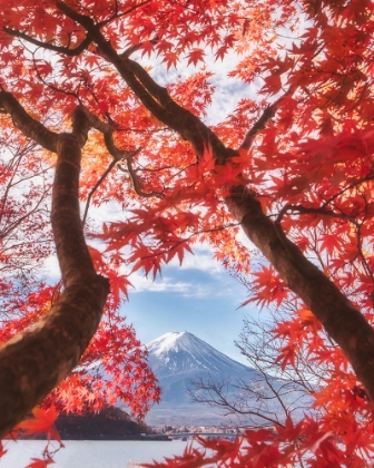 Picture of MT.FUJI IS IN THE AUTUMN LEAVES