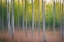 Picture of INTENTIONAL CAMERA MOVEMENT