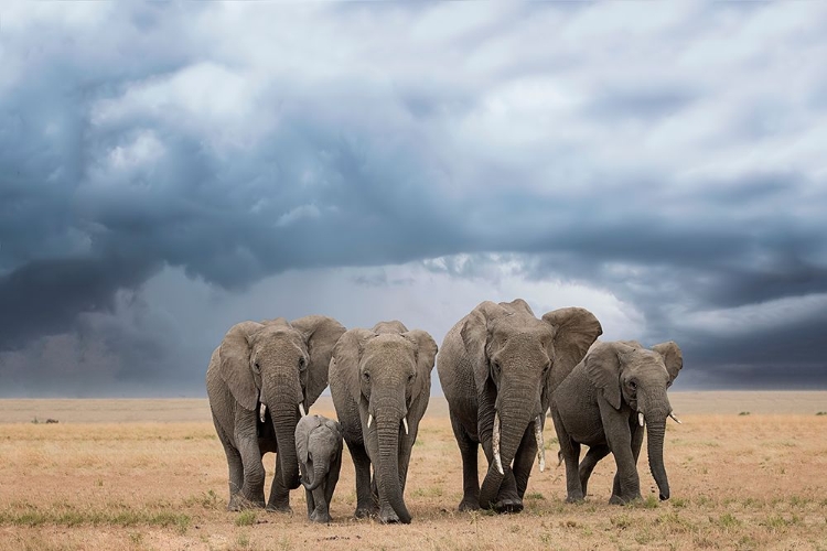 Picture of ELEPHANT WALK