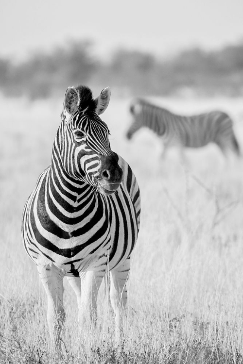 Picture of ZEBRA BW