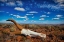 Picture of HARSH LAND