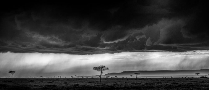 Picture of SERENGETI STORM - MONOCHROME