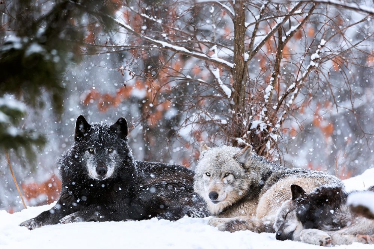 Picture of FAMILY PORTRAIT