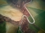 Picture of ANTHROPOCENE