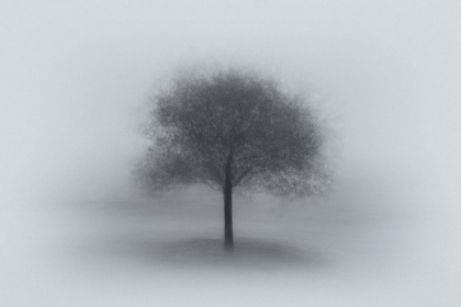 Picture of TREE IN FOG