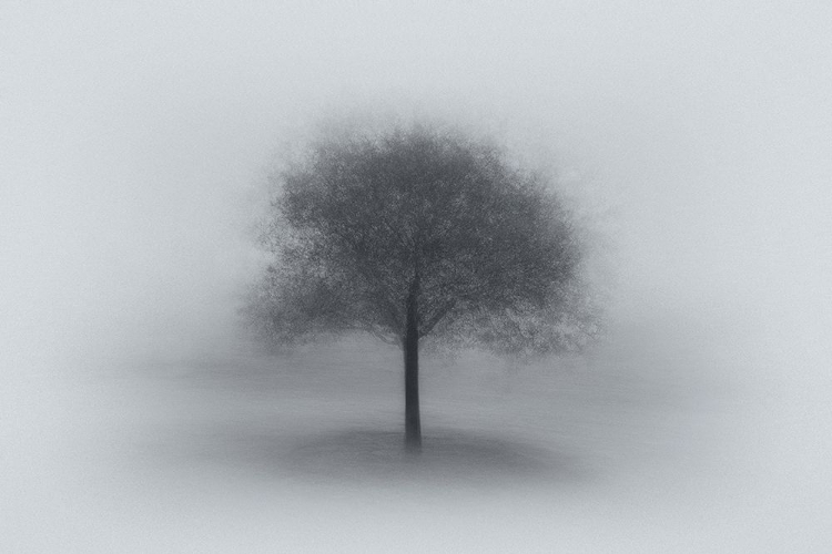 Picture of TREE IN FOG